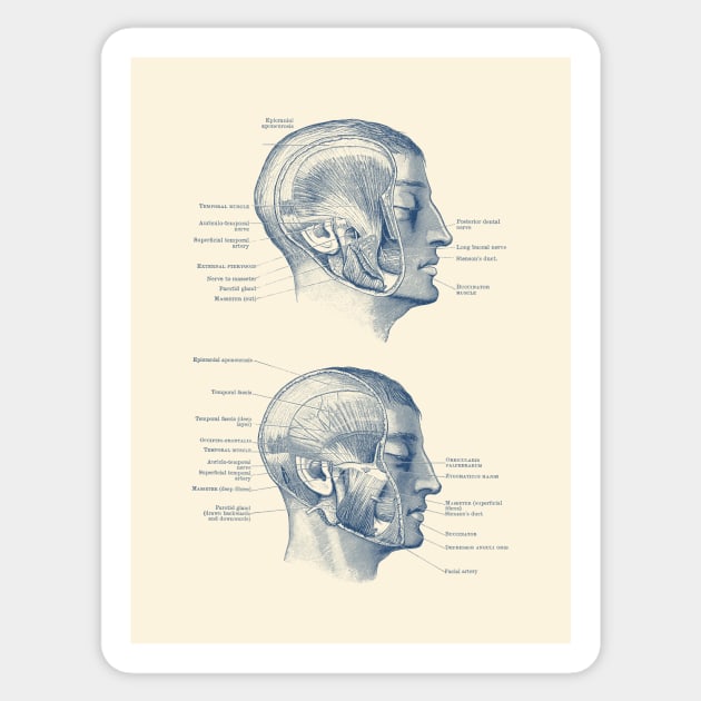 Face Muscular Diagram - Dual Side View Sticker by Vintage Anatomy Prints